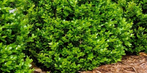 Šimšir: otpornost na mraz, da li je potrebno pokriti, njegu u jesen i zimu